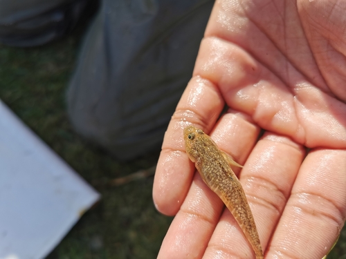 Knysna sandgoby (Psammogobius knysnaensis) — Gobiidae — 3