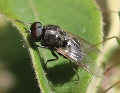 Adoxomyia