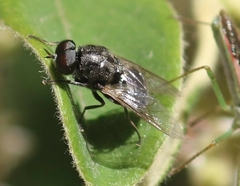 Adoxomyia