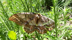 Arsenura polyodonta