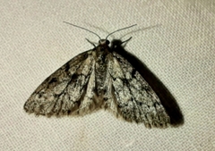 Tephronia sepiaria