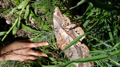 Arsenura polyodonta