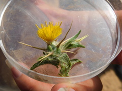 Centaurea procurrens