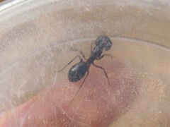 Camponotus fellah
