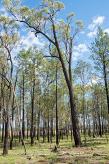 Eucalyptus tholiformis