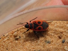Pyrrhocoris apterus