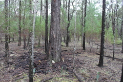 Eucalyptus tholiformis