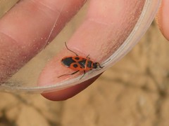 Pyrrhocoris apterus