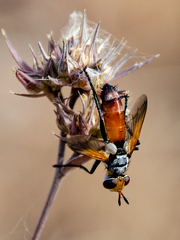 Cylindromyia rufifrons