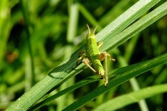 Odontopodisma schmidtii