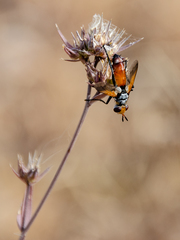 Cylindromyia rufifrons