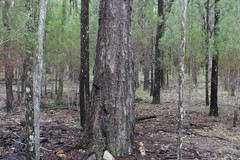 Eucalyptus tholiformis