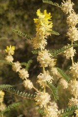 Astragalus alopecuroides