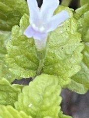 Clinopodium douglasii