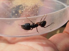 Camponotus fellah
