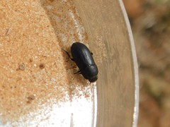 Opatroides punctulatus