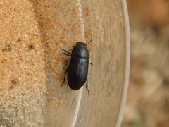 Opatroides punctulatus