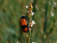 Clytra nigrocincta