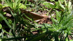 Arsenura polyodonta