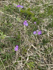 Primula scandinavica, photograph (c) Vsevolod Rudyi, some rights reserved (CC BY)