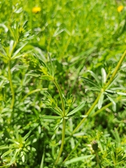 Galium mollugo