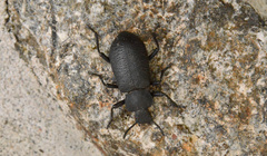 Iphthiminus serratus