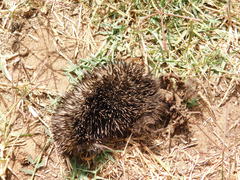 Hemiechinus auritus
