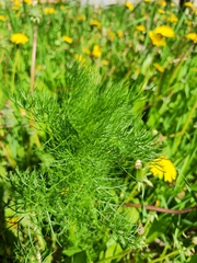 Tripleurospermum inodorum