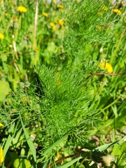 Tripleurospermum inodorum