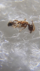 Pheidole nodus