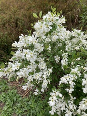 Exochorda