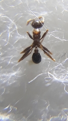 Pheidole nodus