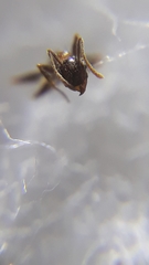 Pheidole nodus