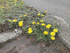 Pilosella officinarum