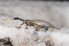 Ornatoraphidia flavilabris