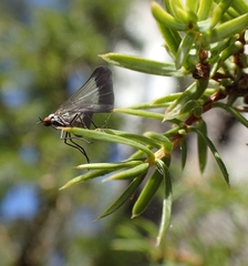Rhamphomyia marginata