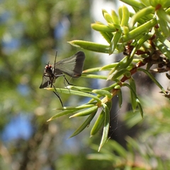 Rhamphomyia marginata