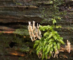 Artomyces austropiperatus