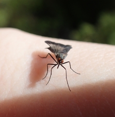 Rhamphomyia marginata