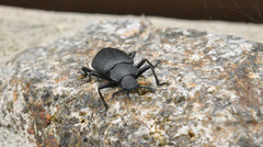 Iphthiminus serratus