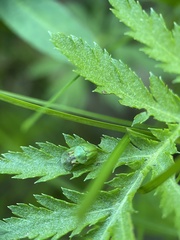 Cassida stigmatica