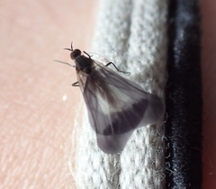 Rhamphomyia marginata