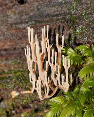 Artomyces austropiperatus