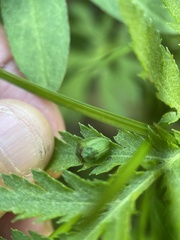 Cassida stigmatica