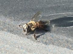 Apis mellifera