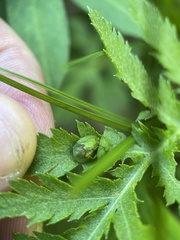 Cassida stigmatica
