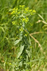 Euphorbia platyphyllos