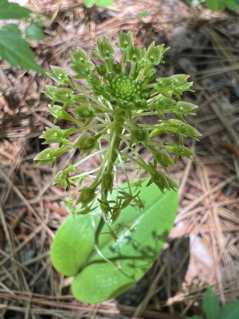 Malaxis unifolia