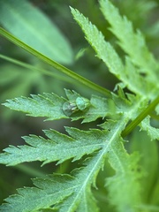 Cassida stigmatica