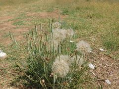 Tragopogon coelesyriacus